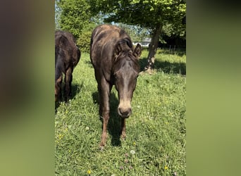 Appaloosa, Caballo castrado, 2 años, 154 cm, Buckskin/Bayo