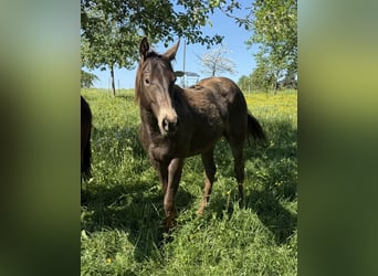 Appaloosa, Caballo castrado, 2 años, 154 cm, Buckskin/Bayo