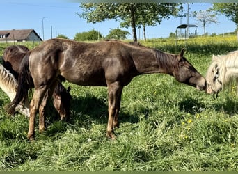 Appaloosa, Caballo castrado, 2 años, 154 cm, Buckskin/Bayo