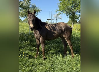 Appaloosa, Caballo castrado, 2 años, 154 cm, Buckskin/Bayo