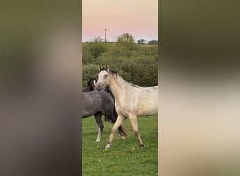 Appaloosa, Caballo castrado, 2 años, 160 cm, Buckskin/Bayo