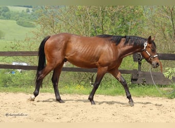 Appaloosa, Caballo castrado, 2 años, Castaño
