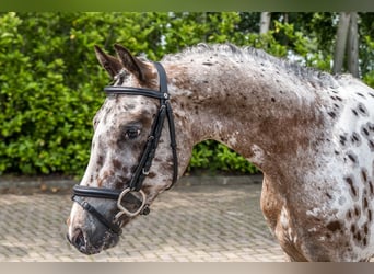 Appaloosa, Caballo castrado, 3 años, 140 cm, Atigrado/Moteado