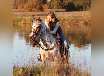 Appaloosa Mestizo, Caballo castrado, 3 años, 148 cm, Atigrado/Moteado