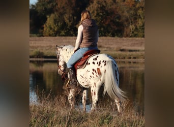 Appaloosa Mestizo, Caballo castrado, 3 años, 148 cm, Atigrado/Moteado