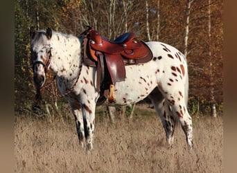 Appaloosa Mestizo, Caballo castrado, 3 años, 148 cm, Atigrado/Moteado