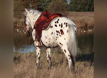 Appaloosa Mestizo, Caballo castrado, 3 años, 148 cm, Atigrado/Moteado