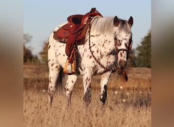 Appaloosa Mestizo, Caballo castrado, 3 años, 148 cm, Atigrado/Moteado