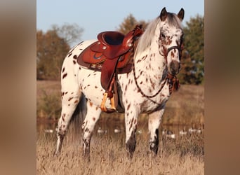 Appaloosa Mestizo, Caballo castrado, 3 años, 148 cm, Atigrado/Moteado