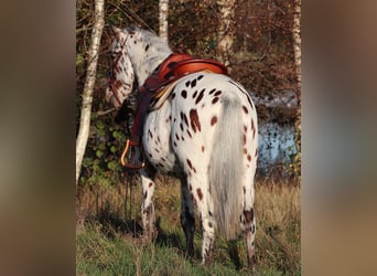 Appaloosa Mestizo, Caballo castrado, 3 años, 148 cm, Atigrado/Moteado