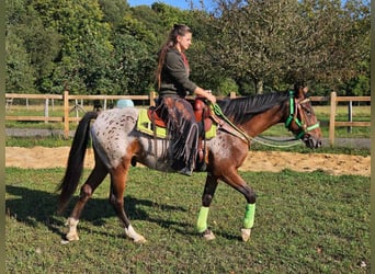 Appaloosa, Caballo castrado, 3 años, 150 cm, Atigrado/Moteado