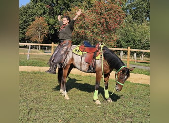 Appaloosa, Caballo castrado, 3 años, 150 cm, Atigrado/Moteado