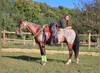 Appaloosa, Caballo castrado, 3 años, 150 cm, Atigrado/Moteado