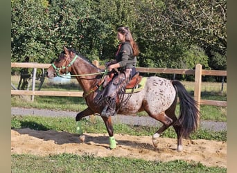 Appaloosa, Caballo castrado, 3 años, 150 cm, Atigrado/Moteado