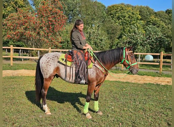 Appaloosa, Caballo castrado, 3 años, 150 cm, Atigrado/Moteado