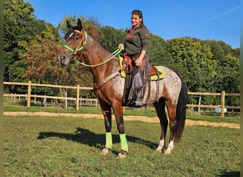 Appaloosa, Caballo castrado, 3 años, 150 cm, Atigrado/Moteado