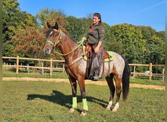 Appaloosa, Caballo castrado, 3 años, 150 cm, Atigrado/Moteado