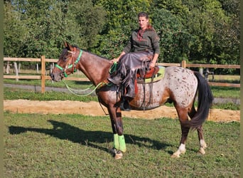 Appaloosa, Caballo castrado, 3 años, 150 cm, Atigrado/Moteado