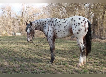 Appaloosa Mestizo, Caballo castrado, 3 años, 150 cm