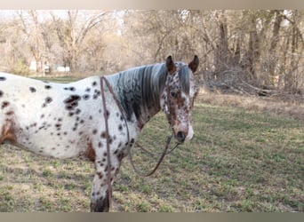 Appaloosa Mestizo, Caballo castrado, 3 años, 150 cm