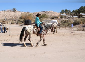 Appaloosa Mestizo, Caballo castrado, 3 años, 150 cm