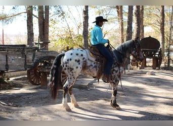 Appaloosa Mestizo, Caballo castrado, 3 años, 150 cm