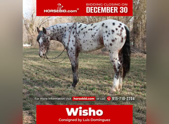 Appaloosa Mestizo, Caballo castrado, 3 años, 150 cm