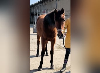 Appaloosa, Caballo castrado, 3 años, 150 cm, Castaño