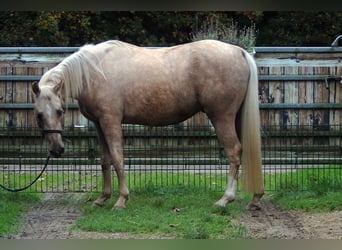 Appaloosa, Caballo castrado, 3 años, 150 cm, Palomino