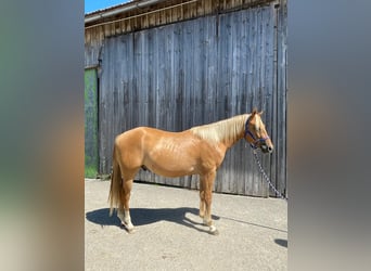 Appaloosa, Caballo castrado, 3 años, 150 cm