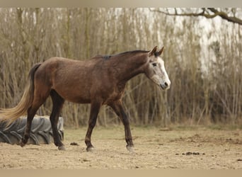 Appaloosa Mestizo, Caballo castrado, 3 años, 151 cm, Musgo marrón
