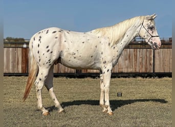 Appaloosa, Caballo castrado, 3 años, 152 cm, Atigrado/Moteado