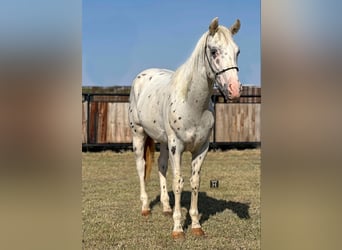 Appaloosa, Caballo castrado, 3 años, 152 cm, Atigrado/Moteado