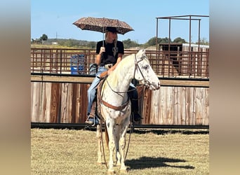 Appaloosa, Caballo castrado, 3 años, 152 cm, Atigrado/Moteado