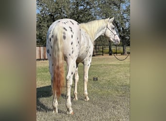 Appaloosa, Caballo castrado, 3 años, 152 cm, Atigrado/Moteado