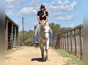 Appaloosa, Caballo castrado, 3 años, 152 cm, Atigrado/Moteado