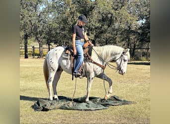 Appaloosa, Caballo castrado, 3 años, 152 cm, Atigrado/Moteado