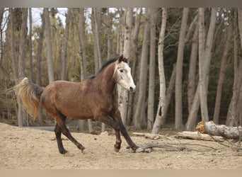 Appaloosa Mestizo, Caballo castrado, 3 años, 152 cm, Musgo marrón