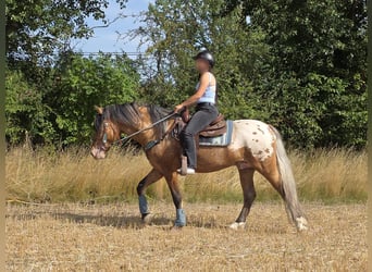 Appaloosa Mestizo, Caballo castrado, 3 años, 154 cm, Atigrado/Moteado