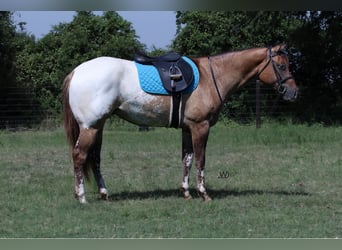 Appaloosa, Caballo castrado, 3 años, 155 cm, Buckskin/Bayo