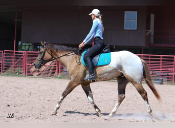 Appaloosa, Caballo castrado, 3 años, 155 cm, Buckskin/Bayo