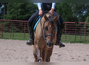 Appaloosa, Caballo castrado, 3 años, 155 cm, Buckskin/Bayo