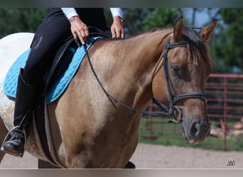 Appaloosa, Caballo castrado, 3 años, 155 cm, Buckskin/Bayo