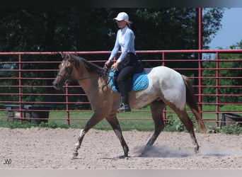 Appaloosa, Caballo castrado, 3 años, 155 cm, Buckskin/Bayo