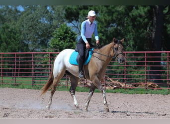 Appaloosa, Caballo castrado, 3 años, 155 cm, Buckskin/Bayo