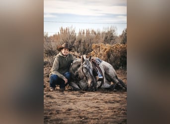 Appaloosa, Caballo castrado, 3 años, 155 cm, Castaño