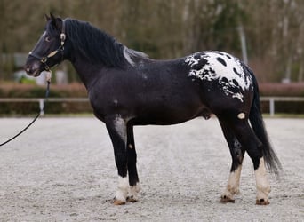 Appaloosa, Caballo castrado, 3 años, 155 cm, Negro