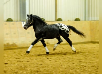 Appaloosa, Caballo castrado, 3 años, 155 cm, Negro