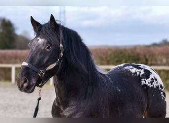 Appaloosa, Caballo castrado, 3 años, 155 cm, Negro