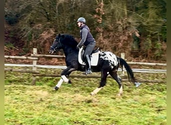 Appaloosa, Caballo castrado, 3 años, 155 cm, Negro